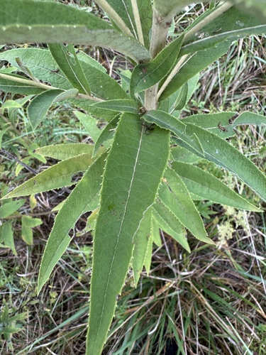 Vernonia missurica (Missouri Ironweed) (alternate view 8)