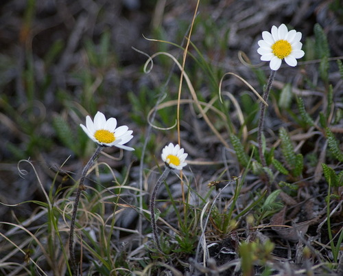 Chrysanthemum spp. (Mammoth Mums Collection) (alternate view 5)