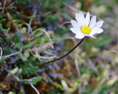 Chrysanthemum spp. (Mammoth Mums Collection) (alternate view 6)