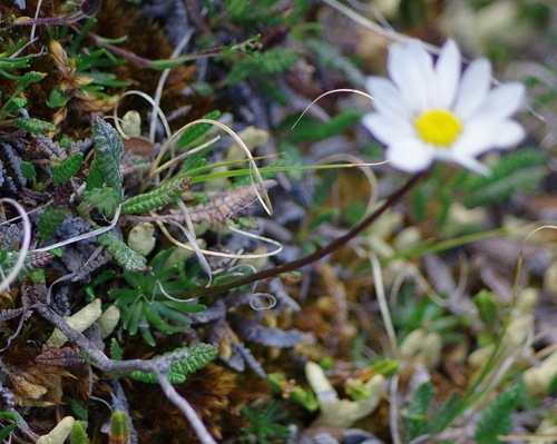 Chrysanthemum spp. (Mammoth Mums Collection) (alternate view 7)