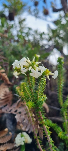 Woollsia pungens (Snow Wreath) (alternate view 3)