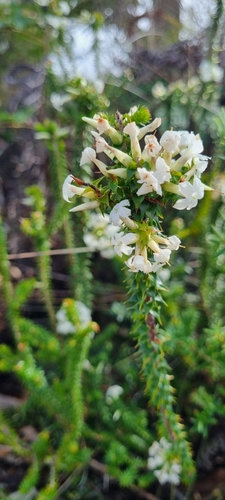 Woollsia pungens (Snow Wreath) (alternate view 4)