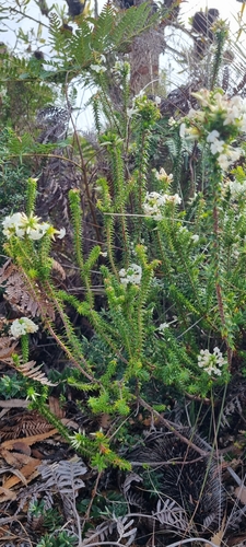 Woollsia pungens (Snow Wreath) (alternate view 5)
