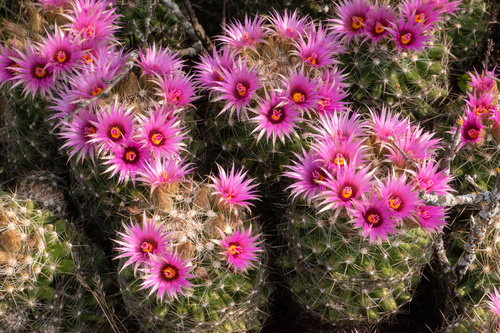 Escobaria vivipara (Spinystar) (alternate view 2)