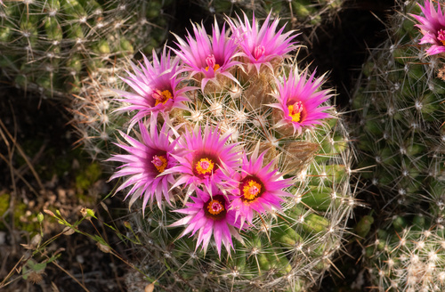 Escobaria vivipara (Spinystar) (alternate view 3)