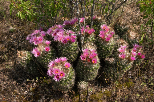 Escobaria vivipara (Spinystar) (alternate view 4)