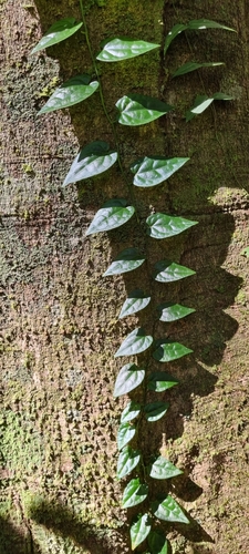 Piper hederaceum (Australian Pepper Vine) (alternate view 8)