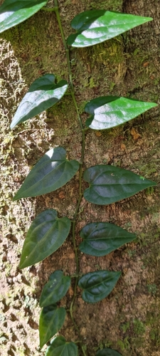 Piper hederaceum (Australian Pepper Vine) (alternate view 9)