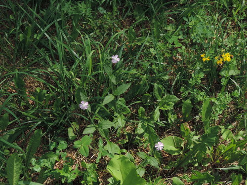 Silene dioica (red campion)