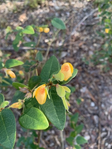 Platylobium formosum (Handsome Flat Pea) (alternate view 6)