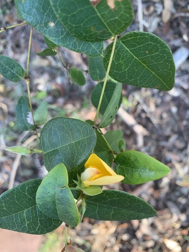 Platylobium formosum (Handsome Flat Pea) (alternate view 7)