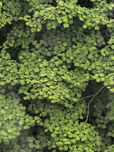 Acer pseudosieboldianum (Korean Maple) (alternate view 4)