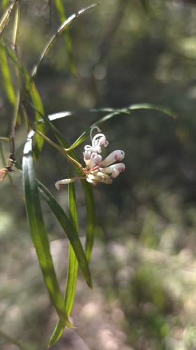 Grevillea linearifolia (White Spider Flower)