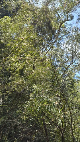 Grevillea linearifolia (White Spider Flower) (alternate view 2)