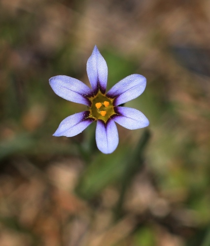 Sisyrinchium micranthum (Blue Pigroot) (alternate view 3)