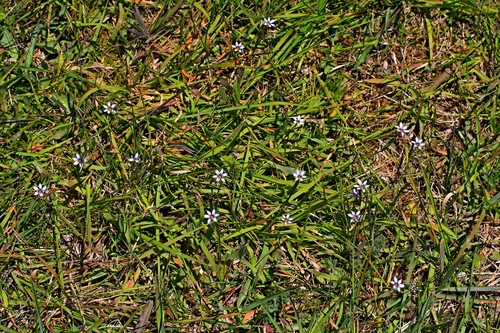 Sisyrinchium micranthum (Blue Pigroot) (alternate view 4)