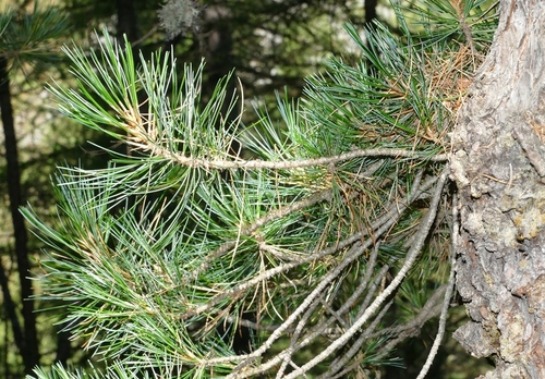 Pinus cembra (Swiss stone pine) (alternate view 3)