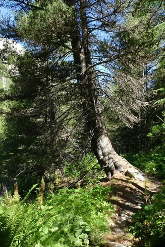 Pinus cembra (Swiss stone pine) (alternate view 4)