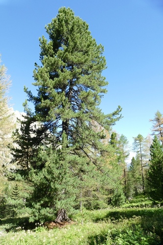 Pinus cembra (Swiss stone pine) (alternate view 5)