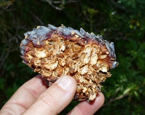 Pinus cembra (Swiss stone pine) (alternate view 6)