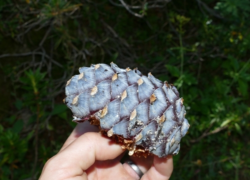Pinus cembra (Swiss stone pine) (alternate view 7)