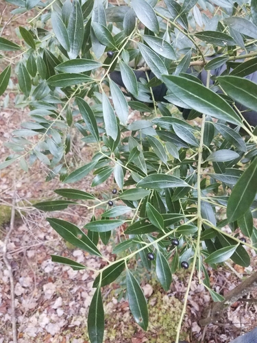 Ilex glabra (gallberry) (alternate view 6)
