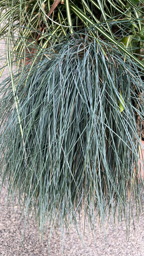 Festuca glauca (blue fescue) (alternate view 3)