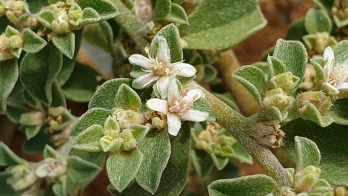 Aizoon pubescens (Coastal Galenia)