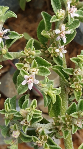 Aizoon pubescens (Coastal Galenia) (alternate view 2)