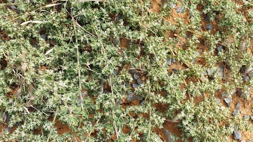 Aizoon pubescens (Coastal Galenia) (alternate view 3)