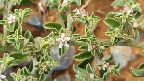 Aizoon pubescens (Coastal Galenia) (alternate view 4)