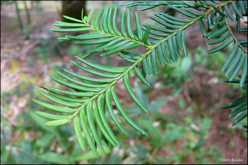 Taxus cuspidata (Japanese yew) (alternate view 9)