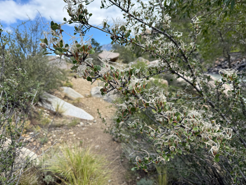 Cercocarpus montanus (Alderleaf Mountain Mahogany) (alternate view 4)
