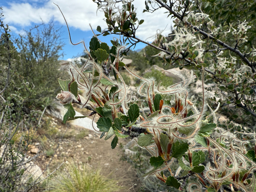 Cercocarpus montanus (Alderleaf Mountain Mahogany) (alternate view 5)