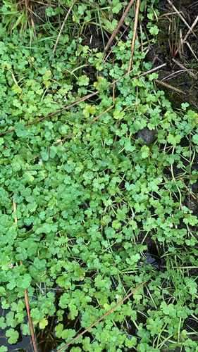 Ranunculus omiophyllus (Round-leaved Crowfoot)