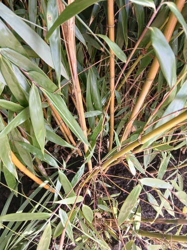 Fargesia robusta (Robust Bamboo) (alternate view 2)