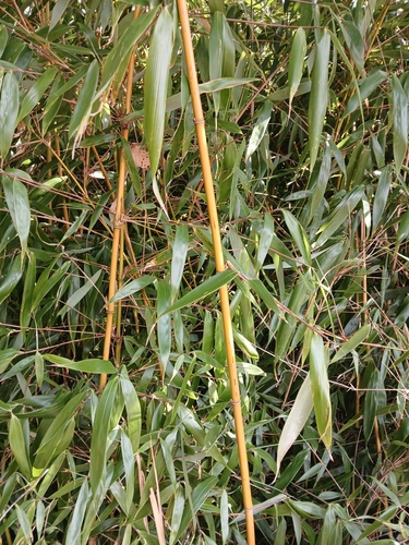 Fargesia robusta (Robust Bamboo) (alternate view 3)