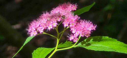 Spiraea japonica (Japanese Spirea) (alternate view 6)