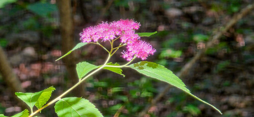 Spiraea japonica (Japanese Spirea) (alternate view 7)