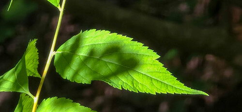 Spiraea japonica (Japanese Spirea) (alternate view 8)