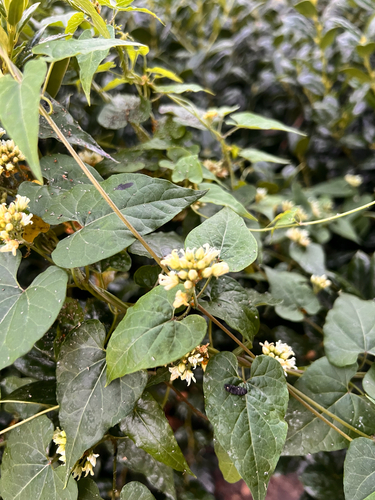 Cynanchum laeve (honey-vine climbing milkweed) (alternate view 2)