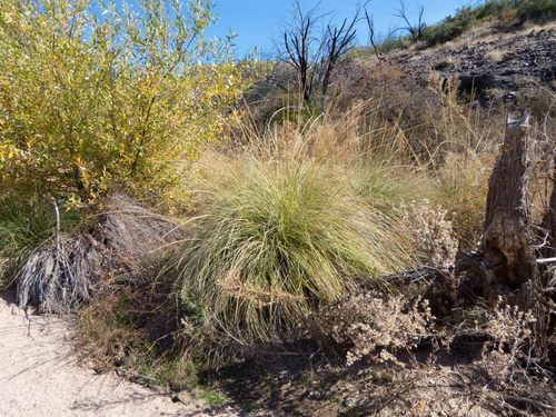 Muhlenbergia rigens (deergrass) (alternate view 7)