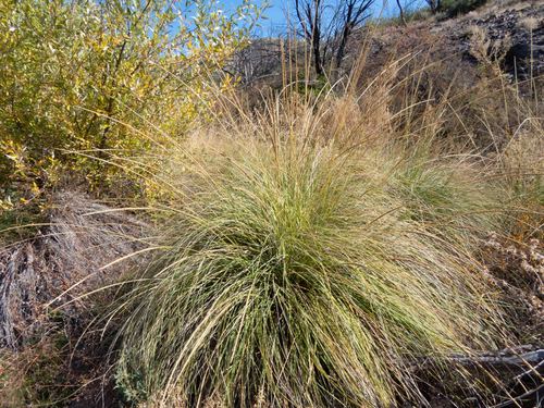 Muhlenbergia rigens (deergrass) (alternate view 8)