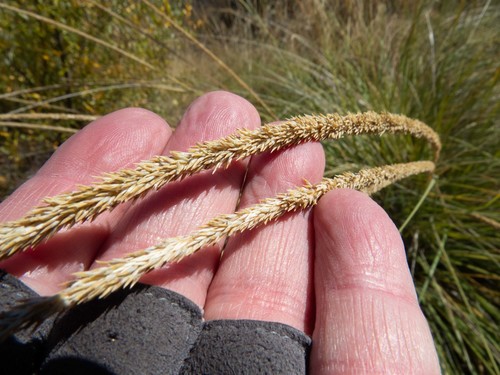 Muhlenbergia rigens (deergrass) (alternate view 9)
