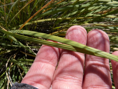 Muhlenbergia rigens (deergrass) (alternate view 10)