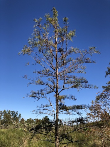 Taxodium ascendens (pondcypress) (alternate view 5)