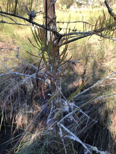 Taxodium ascendens (pondcypress) (alternate view 4)