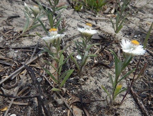 Helichrysum leucopsideum (Satin Everlasting) (alternate view 6)