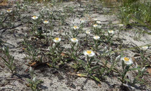 Helichrysum leucopsideum (Satin Everlasting) (alternate view 7)