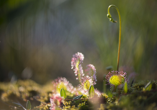 Drosera rotundifolia (round-leaved sundew)
